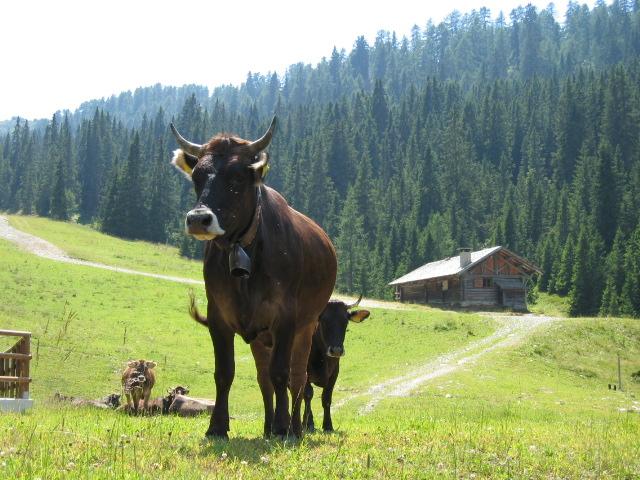 respira la vita di malga a Malga Cioca d'estate